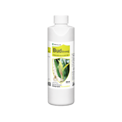 BUD STRONG (500ml) - Bung chồi mập, lá xanh dày