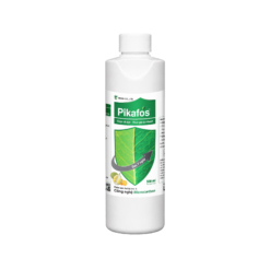 PIKAFOS (500ml) - Chặn đi đọt - Thúc lá già nhanh