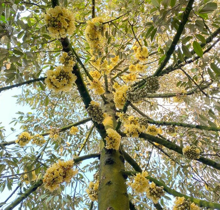 Cách chăm sóc sầu riêng giai đoạn tạo mầm và kích bông : Giúp Ra Hoa Đồng Loạt, Trái Nhiều 2025 ?