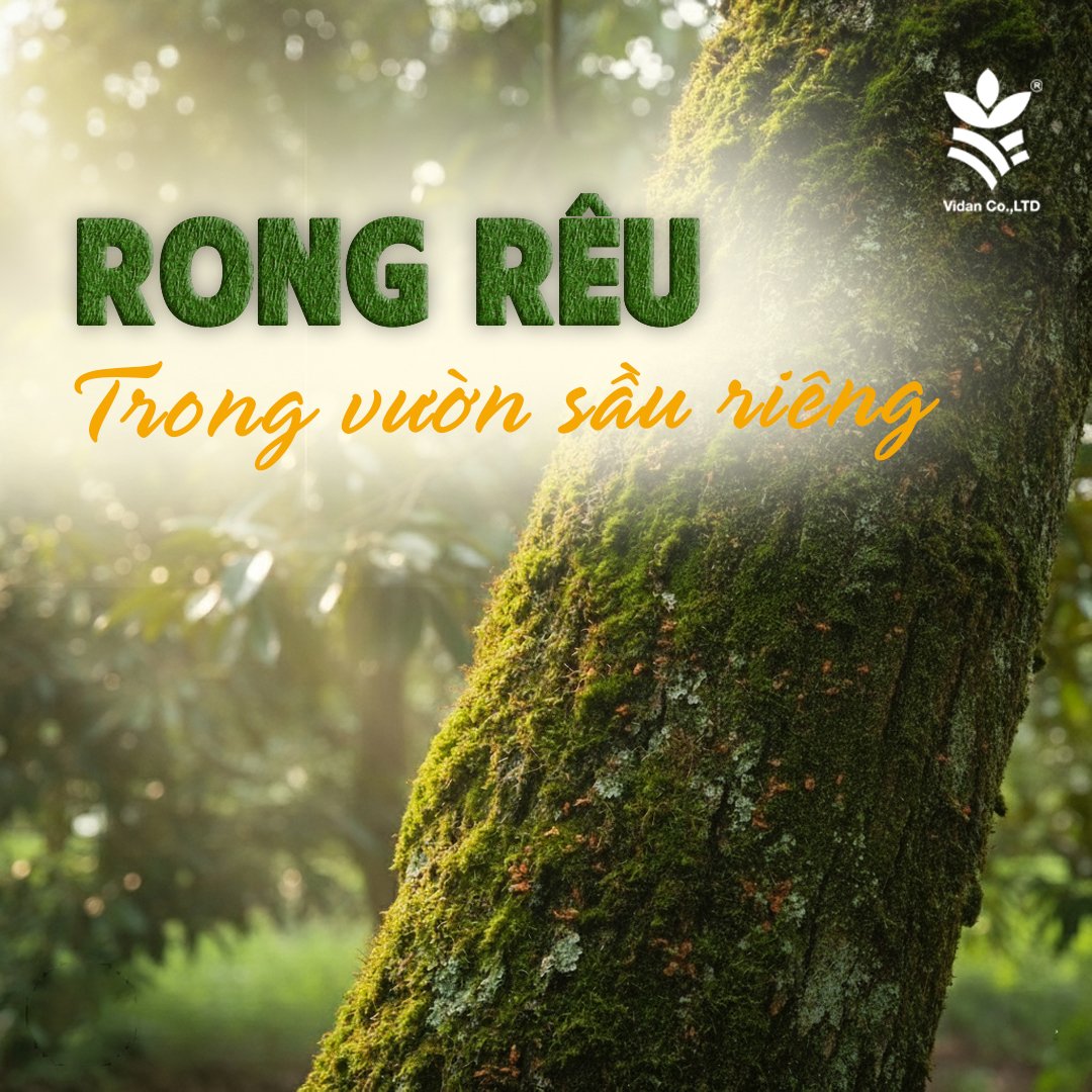 Rong Rêu trên Cây sầu riêng: Phân tích toàn diện và Chiến lược quản lý ...